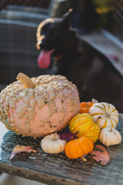 colorful pumpkins with dog in background
