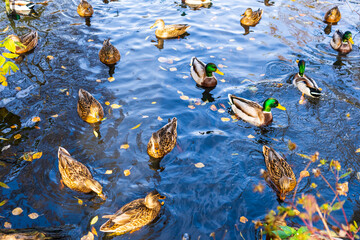 Drakes and ducks in a small pond during autumn migration in Russia