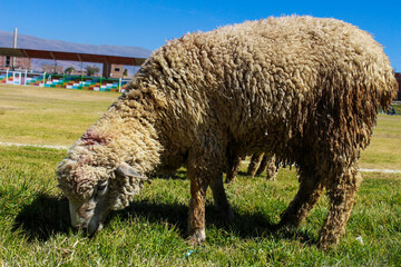 Ovejas en pasto
