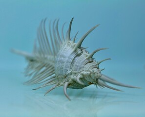 octopus on the beach