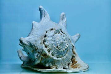 sea shell isolated on white