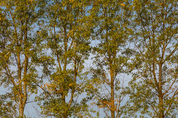 Obraz premium Canadian cottonwood trees in fall. Populus canadensis. El Páramo, León, Spain.