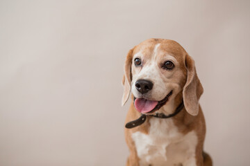 Beagle dog portrait on light gray background. Closeup. 
