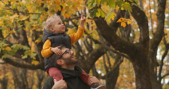 little child is sitting on shoulders of his father and viewing yellow leaves of tree in autumn forest, dad and son are spending time together