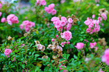 pink flowers in a field