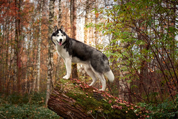 Obraz premium Portrait of a dog on a tree stump. Siberian Husky black and white colour outdoors in autumn park. A pedigreed purebred dog
