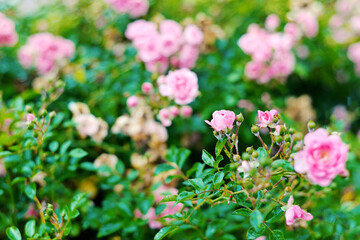 pink and white flowers