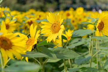 Fototapeta premium ひまわり