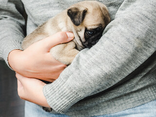 Lovable, pretty puppy. Close-up, intdoor. Day light. Concept of care, education, obedience training, raising pets