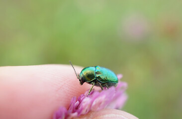 Fallkäfer auf einen Finger