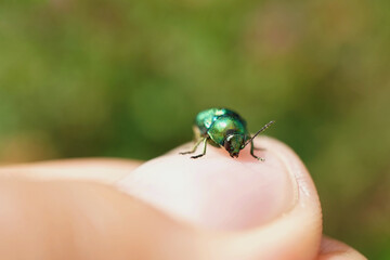 Fototapeta premium Fallkäfer auf einen Finger