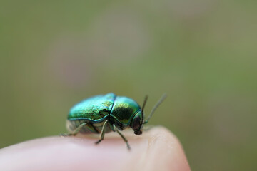 Fallkäfer auf einen Finger