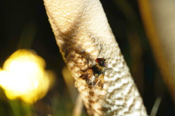 Nahansicht einer Raupenfliege