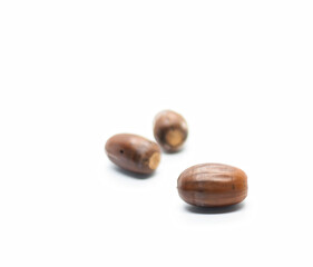 A small group of acorns from a red oak tree. White background, isolated natural tree fruit.