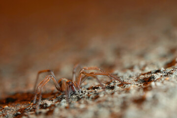 Nahansicht einer Wolfsspinne