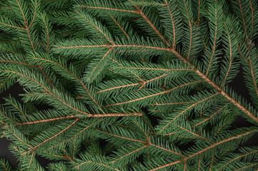 Fir branches close up. Textured background. View from above.