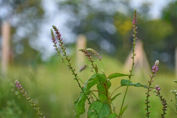 Fototapeta premium Wildflowers in the field red pink