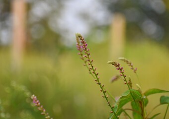 close up of a flower wild 