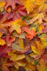 Naklejka na ściany i meble Autumn Leaves Background. Colourful Foliage, maple leaves in different stages of changing colour.
