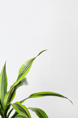 Green Leaves Border For An Angle Of Page on White Background