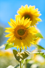 two sunflowers in the field with shallow depth of focus on one