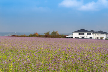 View of a new housing estate on the outskirts of the city, in the foreground a field with violet cornflowers