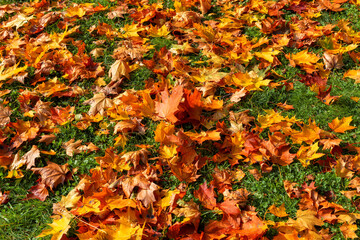 Red and orange autumn leaves background. Colorful image of fallen autumn leaves background.