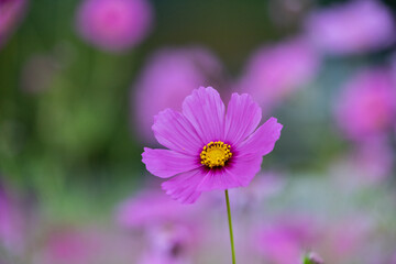 Obraz premium 秋桜