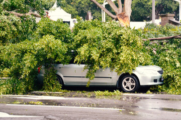 Car Filled With Trees Fallen Because of a Hurricane