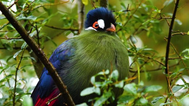 hartlaub's touraco,  African bird close up sitting in a tree and looking around