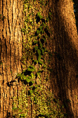 太い樹木に張り付く緑色の葉
