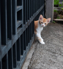 the orange ginger cat or kitten standing at the gate try to escape from the house