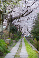 Fototapeta premium 春の哲学の道