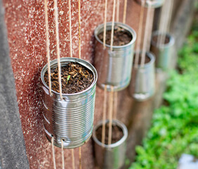 Saplings of vegetable in recycled cans as a vertical garden,  Waste management, reduce waste, freshness, global warming and climate change concept