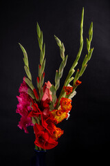 bouquet of red, pink, yellow and white gladioli on a black background
