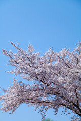 鶴見新山の桜