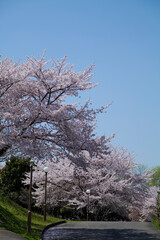 鶴見新山の桜