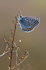 The common blue butterfly Polyommatus icarus on dry grass on a glade on a summer day