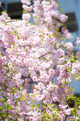 造幣局通り抜けの桜