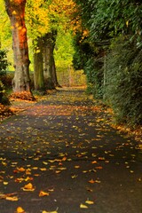 Wunderschöner Weg mit Bäumen im Herbst im Wald. ( Asphalt road with beautiful trees in autumn)