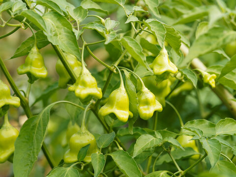 Piments Cambuci ou Toques d&rsquo;&eacute;v&ecirc;ques &agrave; fruits pendulaires de forme trilob&eacute;e &agrave; peau verte immature (Capsicum baccatum)