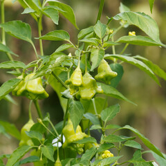 (Capsicum baccatum) Plant de piment bonnet d'évèque ou cloche de Noël à fruit à peau verte immature 