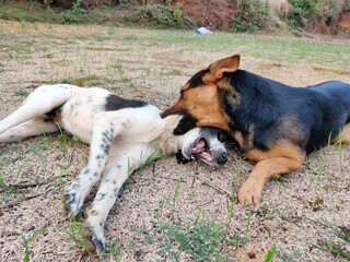 two Indian dogs having a romantic fight on ground. Two dogs one black and white and another German shepherd.