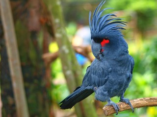 the cockatoo prepares for stage 
