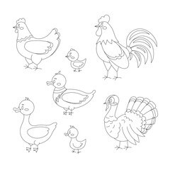Farm birds line art set isolated on white background. Cute linear domestic bird character - turkey, duck, goose, gosling, hen, chicken, rooster. Vector flat design poultry collection illustration.