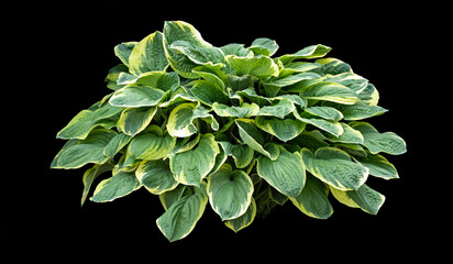 Host flower. Isolated bush on black background