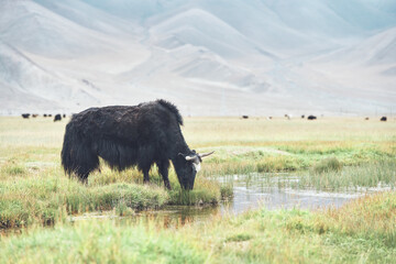 Cattle or buffalo drink water by a creek in grassland with mountains in background in Xinjiang, China.