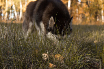 Close-up Portrait of husky dog running at camera diretion on autumn field looking at camera. Focus on the grass.