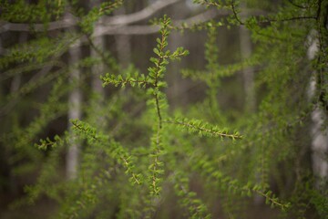 Молодые весенние иголки 