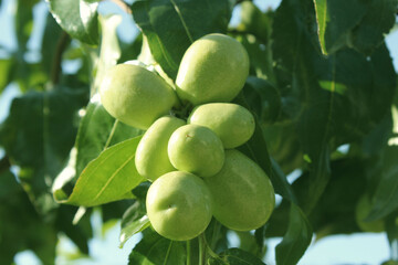 close up of Fruits of a jujube tree